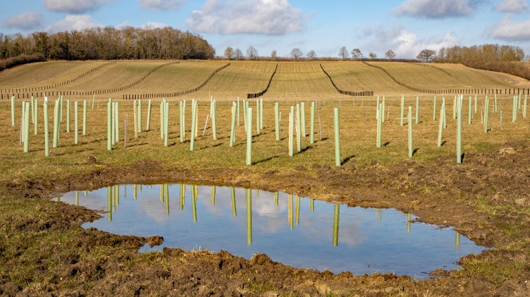 Newly planted trees and pond at Wimpole Estate in Cambridgeshire